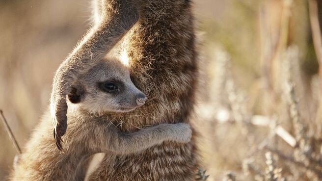 Life Story season 1 episode 1 on Discovery Plus