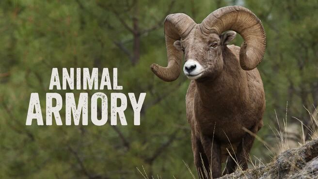 Animal Armory on Discovery Plus