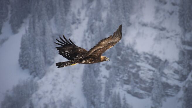 Planet Earth II season 1 episode 3 on DiscoveryPlus