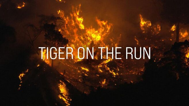 Tiger on the Run on Discovery Plus