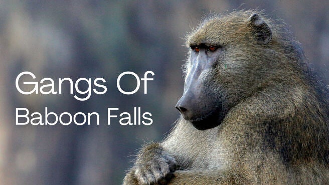 Gangs Of Baboon Falls on Discovery Plus