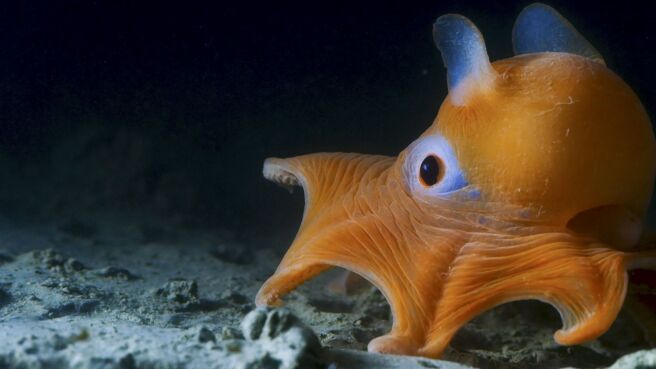 Blue Planet II season 1 episode 2 on Discovery Plus