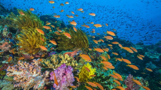 Blue Planet II season 1 episode 3 on Discovery Plus