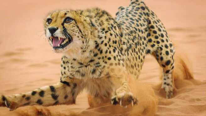 Big Cats: An Amazing Animal Family season 1 episode 2 on Discovery Plus