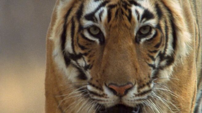 Tiger on the Run season 1 episode 1 on Discovery Plus