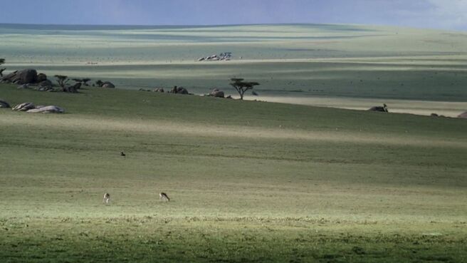 Surviving the Serengeti season 1 episode 1 on Discovery Plus