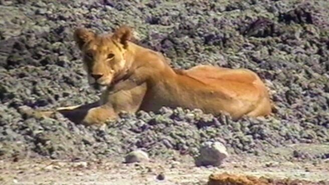 Epic Animal Encounters season 1 episode 17 on Discovery Plus