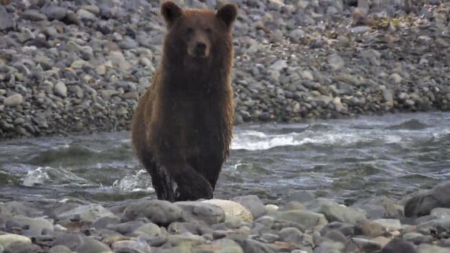 Amur: Asia's Amazon season 1 episode 1 on Discovery Plus