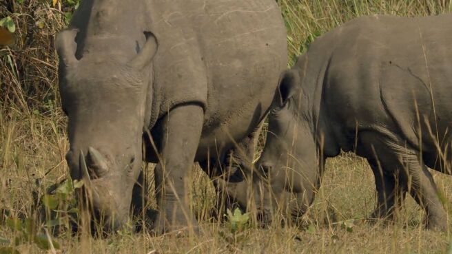 A Rhino's Life season 1 episode 1 on Discovery Plus