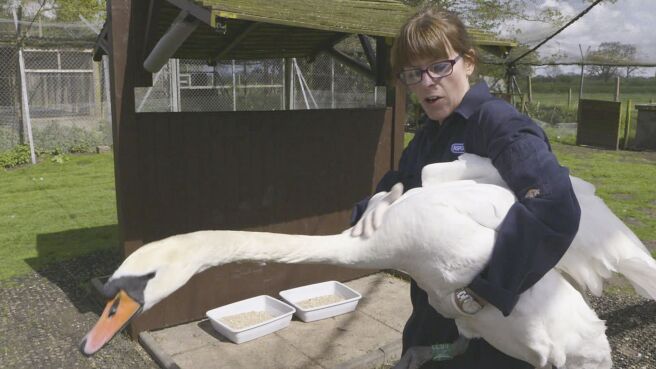 Saving Britain's Wildlife season 1 episode 3 on Discovery Plus