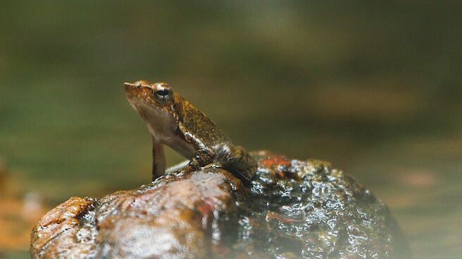 The Secret Life Of Frog season 1 episode 1 on Discovery Plus