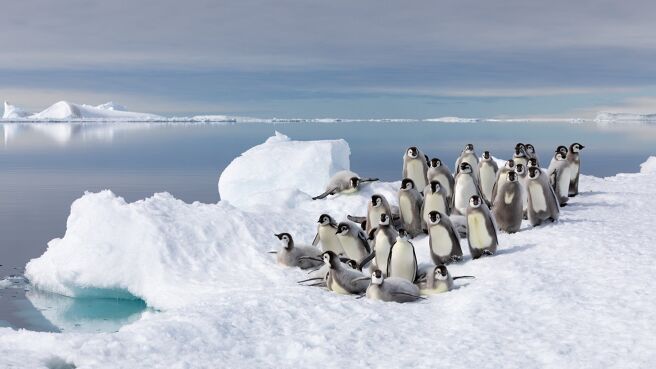 Frozen Planet II season 2 episode 1 on Discovery Plus