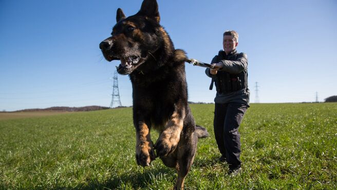 Dog Detectives season 1 episode 10 on Discovery Plus