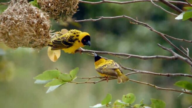 A Wild Year On Earth season 1 episode 6 on Discovery Plus