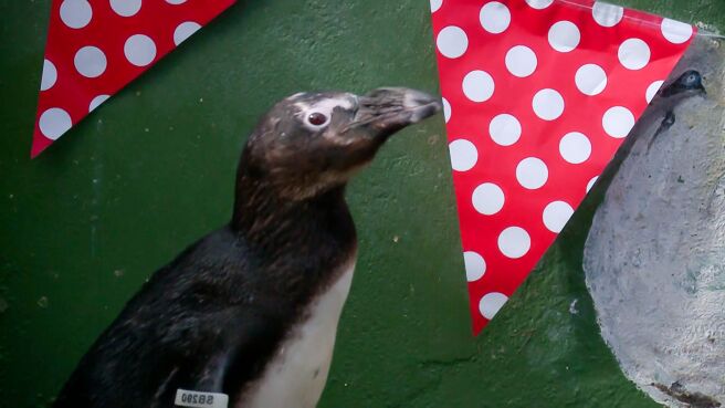 Meet The Penguins season 1 episode 6 on Discovery Plus