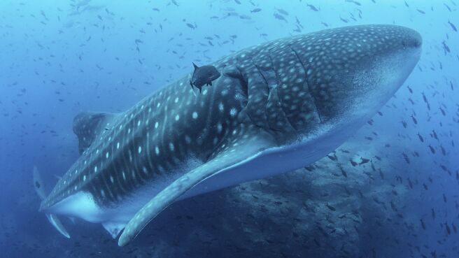Blue Planet II season 1 episode 4 on Discovery Plus
