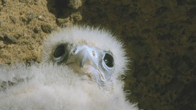 Jungle Planet season 1 episode 5 on Discovery Plus