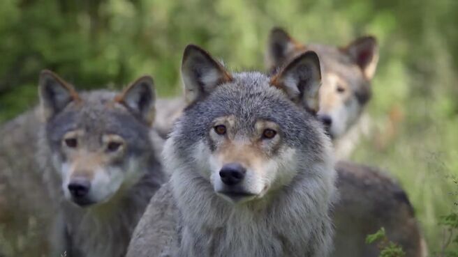 Just Animals season 2 episode 5 on Discovery Plus