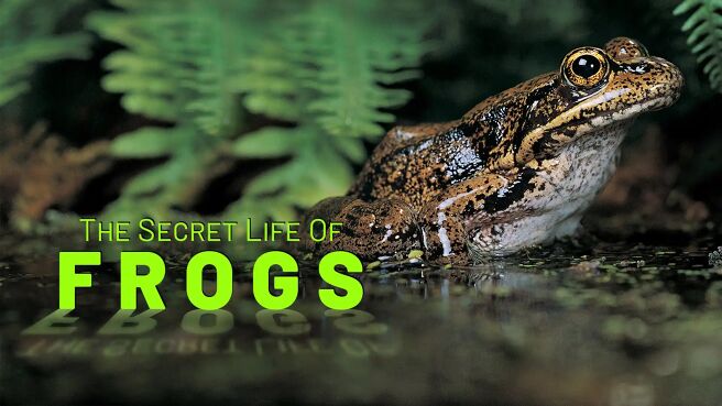 The Secret Life Of Frog on Discovery Plus