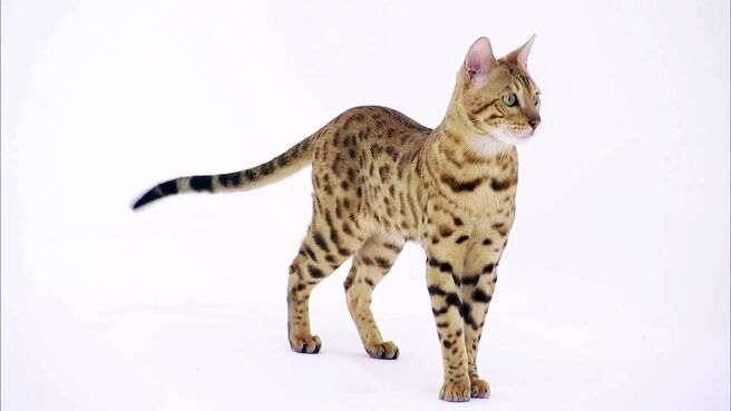 Cats 101 season 3 episode 3 on Discovery Plus