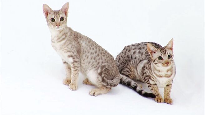 Cats 101 season 2 episode 1 on Discovery Plus