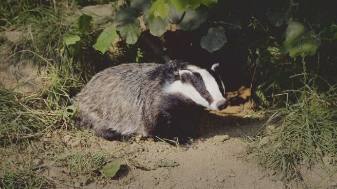 Saving Britain's Wildlife season 1 episode 5 on Discovery Plus