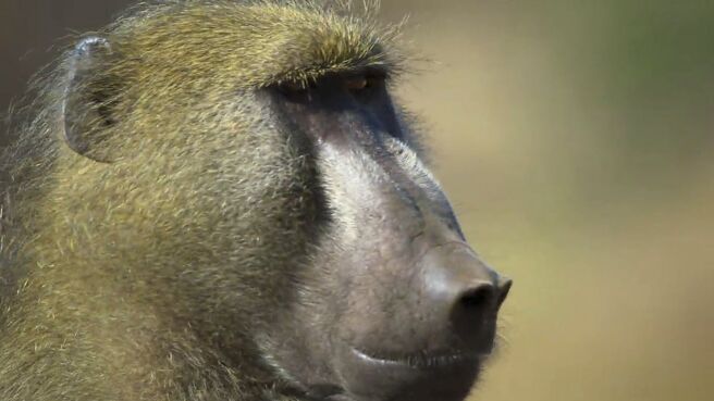 Gangs Of Baboon Falls season 1 episode 4 on Discovery Plus