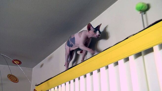My Cat From Hell season 1 episode 2 on Discovery Plus