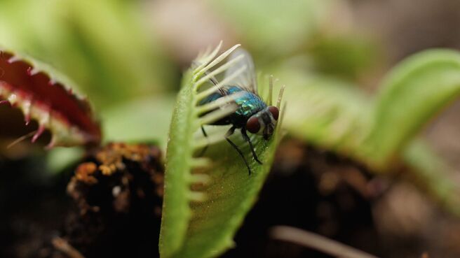 Traps & Ambushes season 1 episode 2 on Discovery Plus