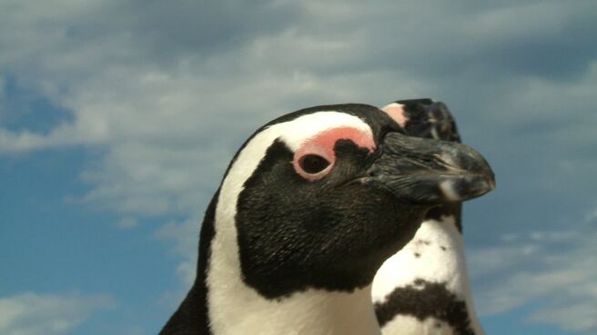 Meet The Penguins season 1 episode 3 on Discovery Plus