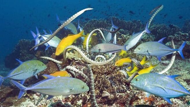 Planet Earth season 1 episode 9 on Sony LIV