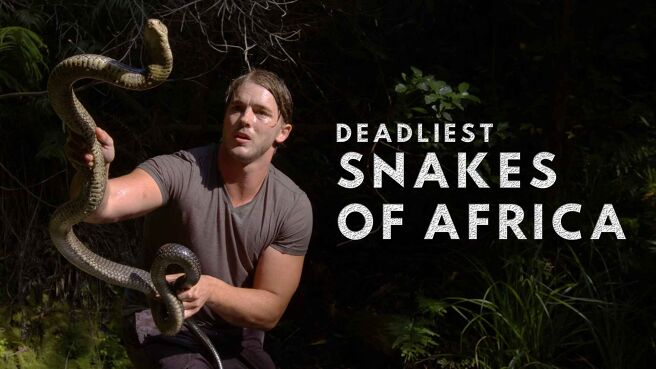 Deadliest Snakes Of South Africa on Discovery Plus