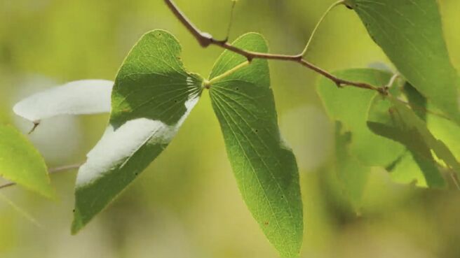 Jungle Planet season 1 episode 4 on Discovery Plus