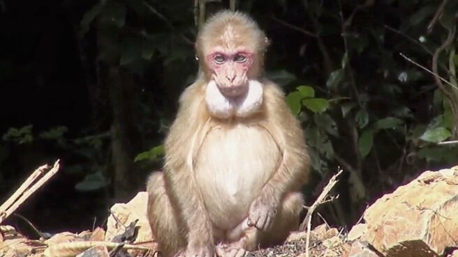 Just Animals season 2 episode 1 on Discovery Plus