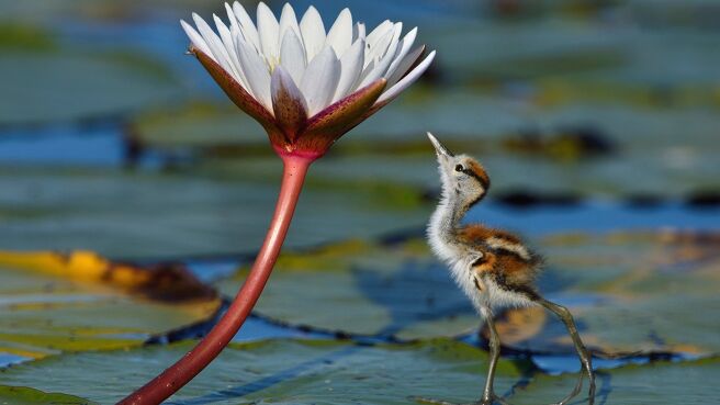 Planet Earth III season 1 episode 4 on DiscoveryPlus