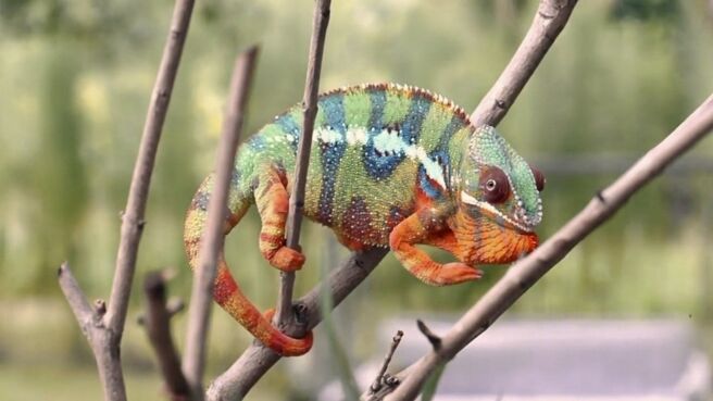 Animal Armory season 1 episode 3 on Discovery Plus