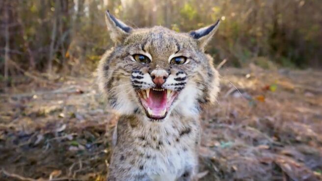 Just Animals season 2 episode 7 on Discovery Plus