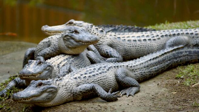 Crikey! It's the Irwins season 2 episode 9 on Discovery Plus