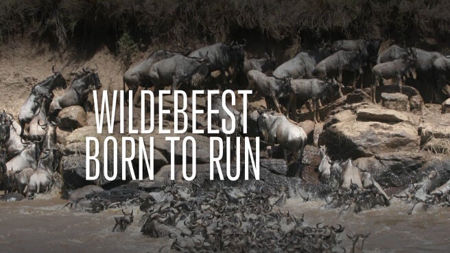 Wildebeest: Born To Run on Discovery Plus