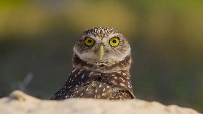 The Americas season 1 episode 6 on Discovery Plus