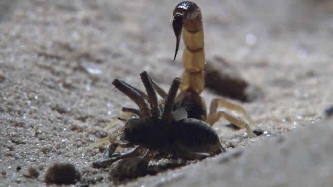 Animal Armory season 1 episode 4 on Discovery Plus