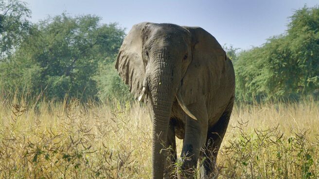 The Great Elephant Tale season 1 episode 1 on DiscoveryPlus