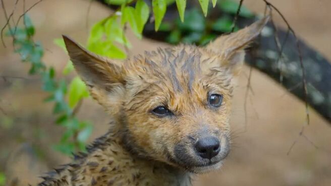 Islands: Nature’s Wild Laboratories season 1 episode 2 on Discovery Plus