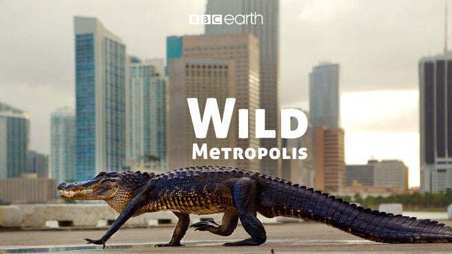 Wild Metropolis on Discovery Plus