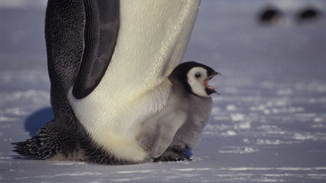 Planet Earth season 1 episode 6 on DiscoveryPlus
