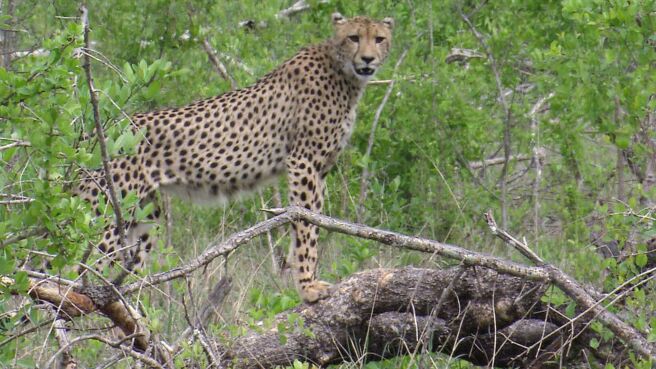 Epic Animal Encounters season 1 episode 11 on Discovery Plus