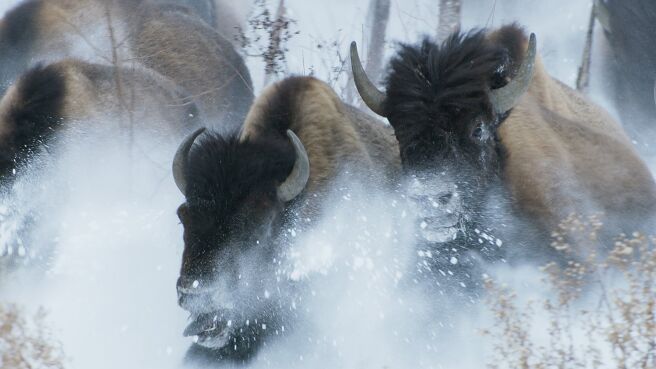 Frozen Planet II season 2 episode 6 on Discovery Plus