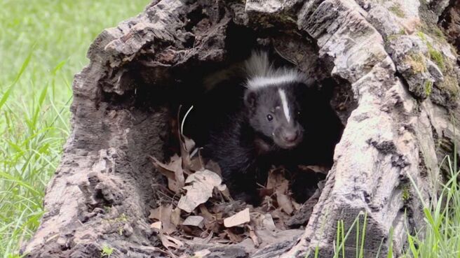 Animal Armory season 1 episode 6 on Discovery Plus