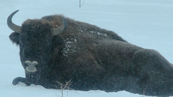 Wildest Europe season 1 episode 4 on Discovery Plus