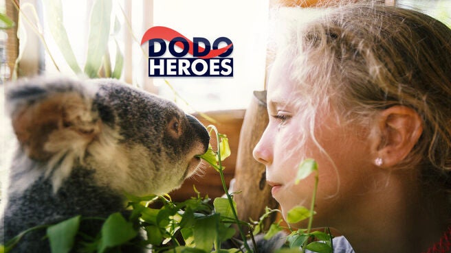 Dodo Heroes on Discovery Plus